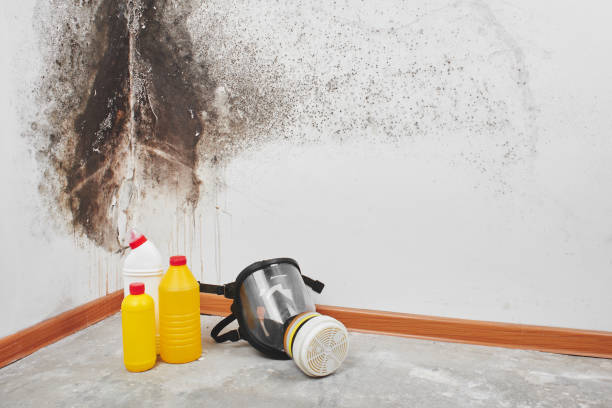 Best Best Mold Removal Companies  in Corsicana, TX