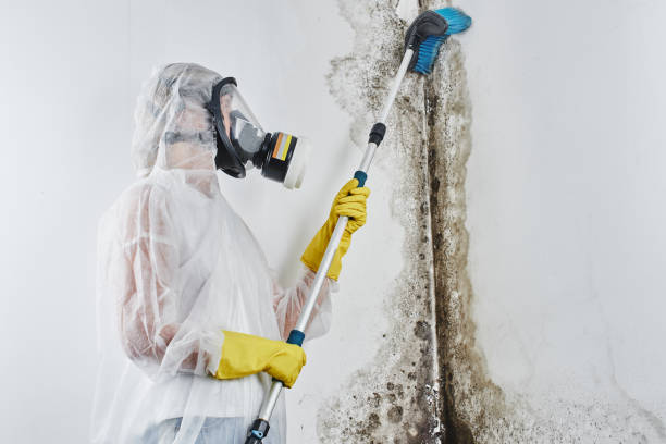 Best Residential Mold Removal  in Corsicana, TX