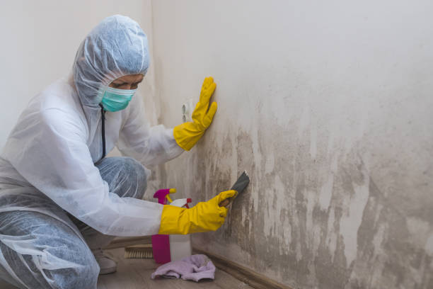 Best Attic Mold Removal  in Corsicana, TX