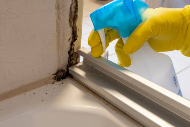 Best Commercial Mold Removal  in Corsicana, TX