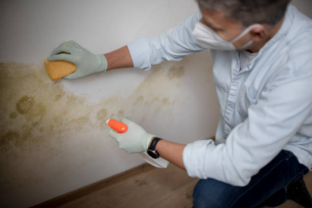 Best Mold Damage Repair  in Corsicana, TX