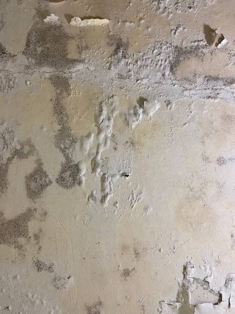 Best Home Mold Removal  in Corsicana, TX