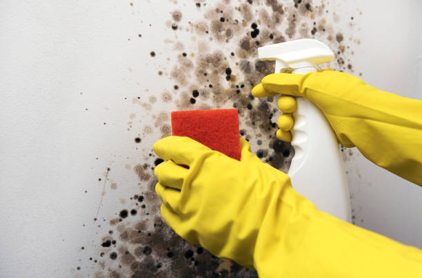 Professional Mold Removal in Corsicana, TX