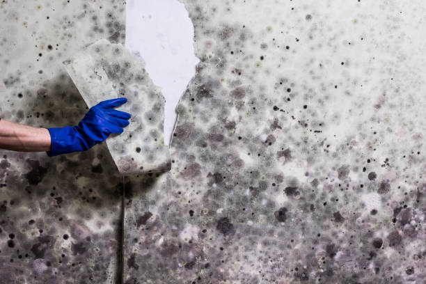 Best Residential Mold Removal  in Corsicana, TX
