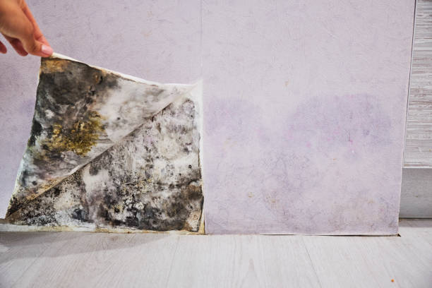 Best Emergency Mold Removal  in Corsicana, TX